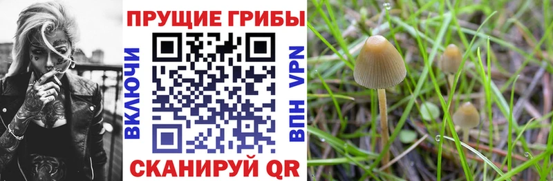 кракен зеркало  Чехов  Галлюциногенные грибы MAGIC MUSHROOMS 